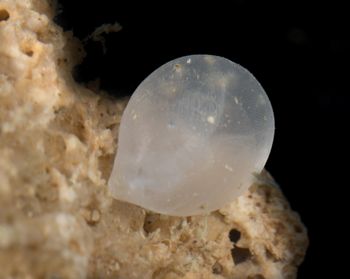 Media type: image;   Invertebrate Zoology 60885 Description: Digital photograph of specimen in life.;